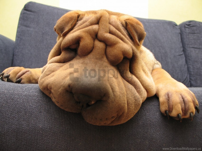 dog face shar pei wrinkles wallpaper Transparent PNG vectors
