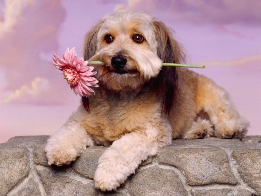 Dog Flower Muzzle Waiting Wallpaper PNG For Business Use