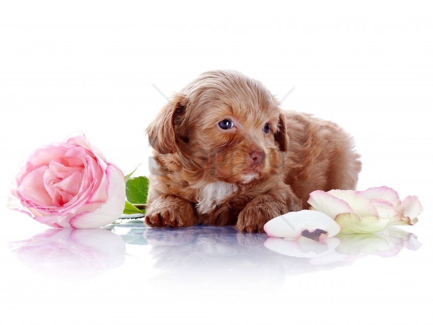 dog flower photoshoot puppy rose wallpaper Transparent PNG Artwork with Isolated Subject