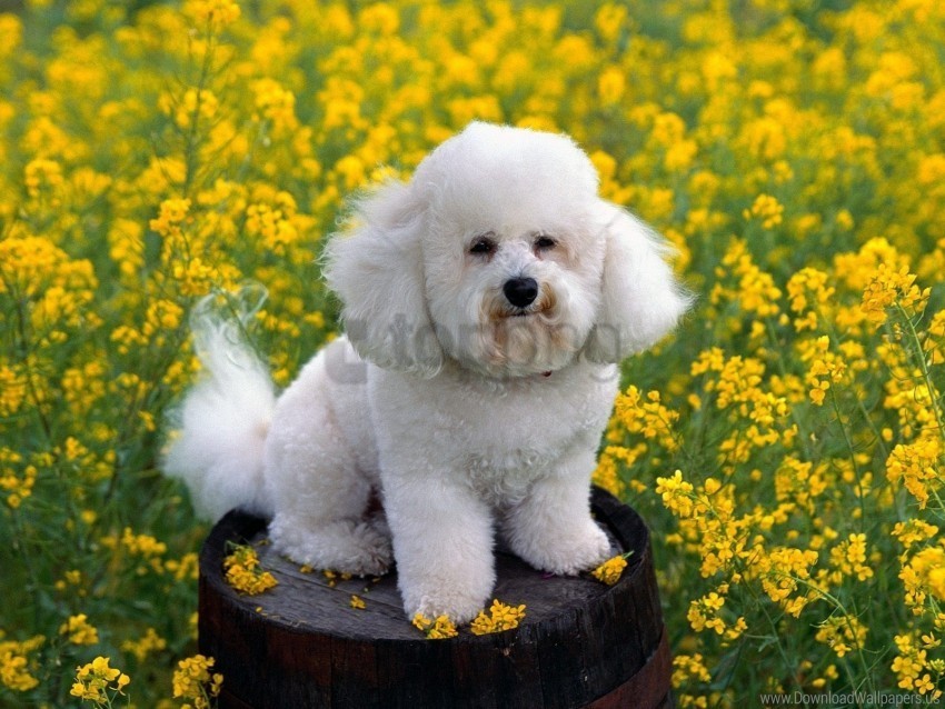 dog flowers grass poodle wallpaper PNG Graphic with Clear Isolation