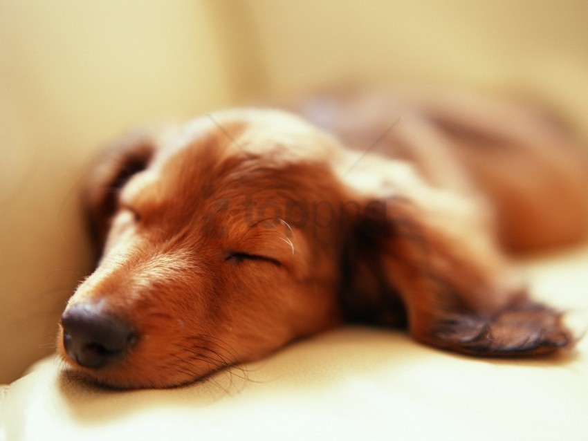 dog fluffy muzzle sleep wallpaper Isolated Item in HighQuality Transparent PNG