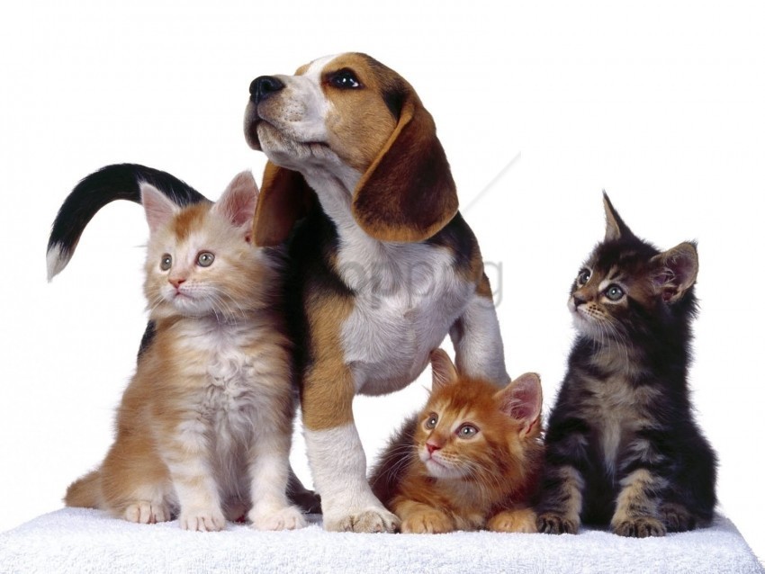 dog friends kittens photo shoot puppy wallpaper PNG free download