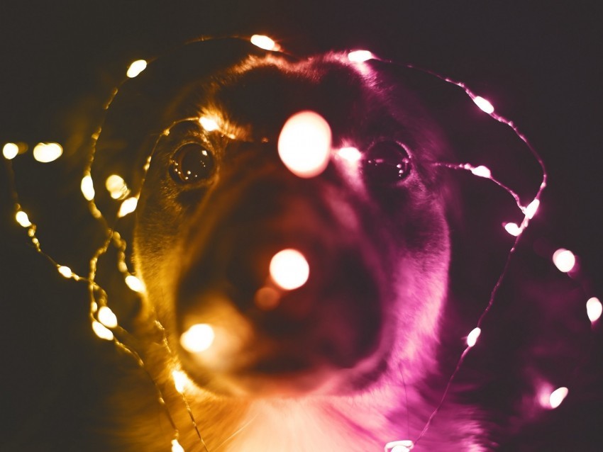 dog garland funny light bulbs light PNG images no background