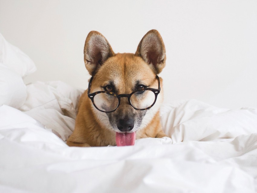 dog glasses protruding tongue funny pet animal Transparent PNG Isolated Object 4k wallpaper