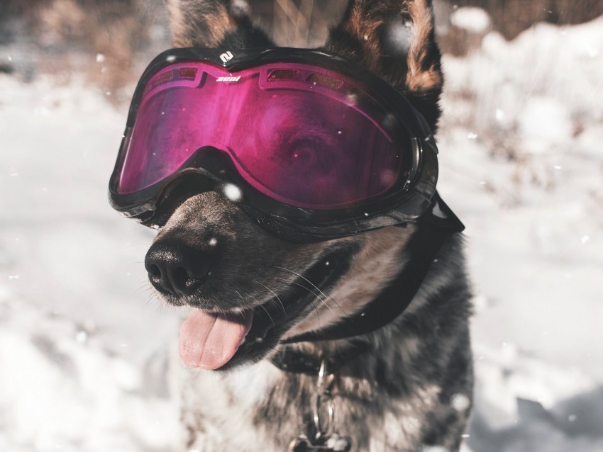 dog glasses winter funny stylish Transparent PNG images bundle