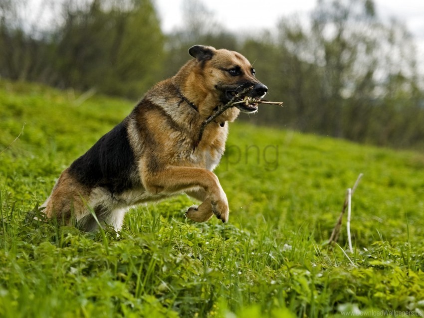dog grass jump serve shepherd stick wallpaper PNG image with no background