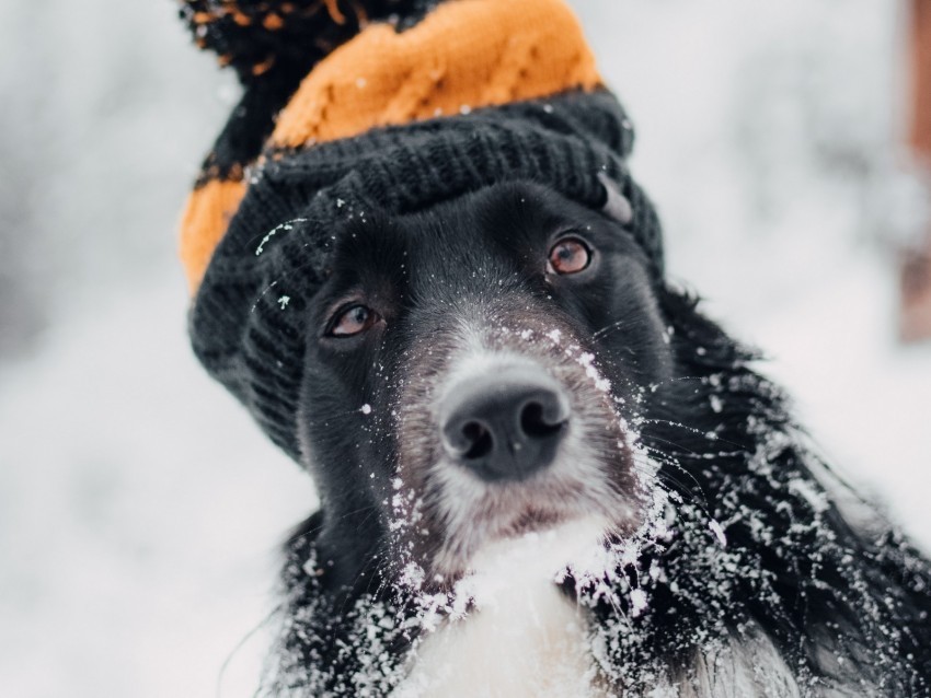 dog hat snow winter muzzle blur PNG images with high transparency 4k wallpaper