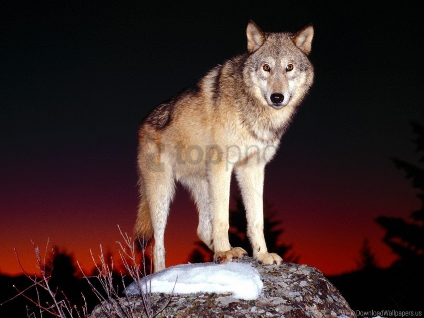 dog hill night wolf wallpaper Isolated Item on HighResolution Transparent PNG