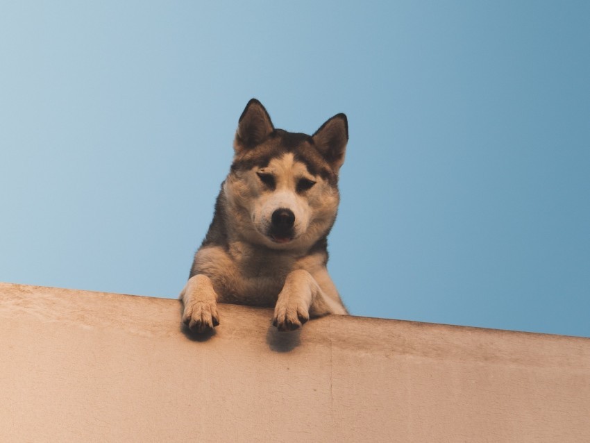 dog husky looks down wall sky PNG files with transparent canvas extensive assortment