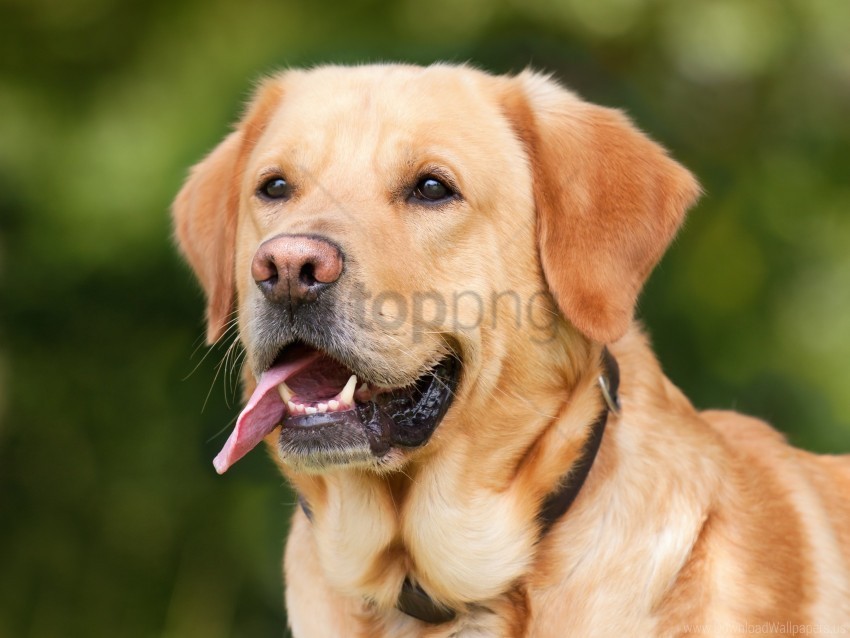 dog labrador muzzle protruding tongue wallpaper Clear PNG pictures broad bulk