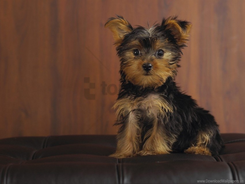 dog look puppy yorkshire terrier wallpaper PNG Image Isolated with High Clarity