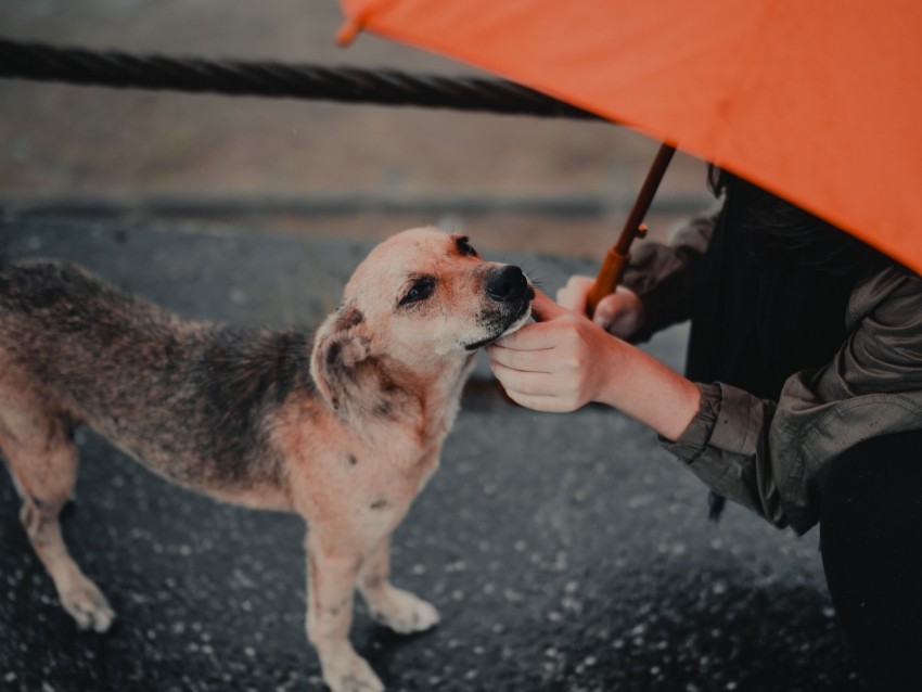 dog man umbrella pet street PNG Graphic Isolated with Transparency 4k wallpaper
