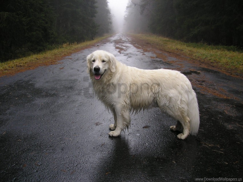 dog moisture road waiting wallpaper PNG Graphic with Isolated Transparency