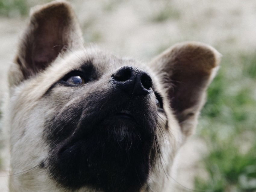 dog muzzle nose pet Transparent background PNG images comprehensive collection