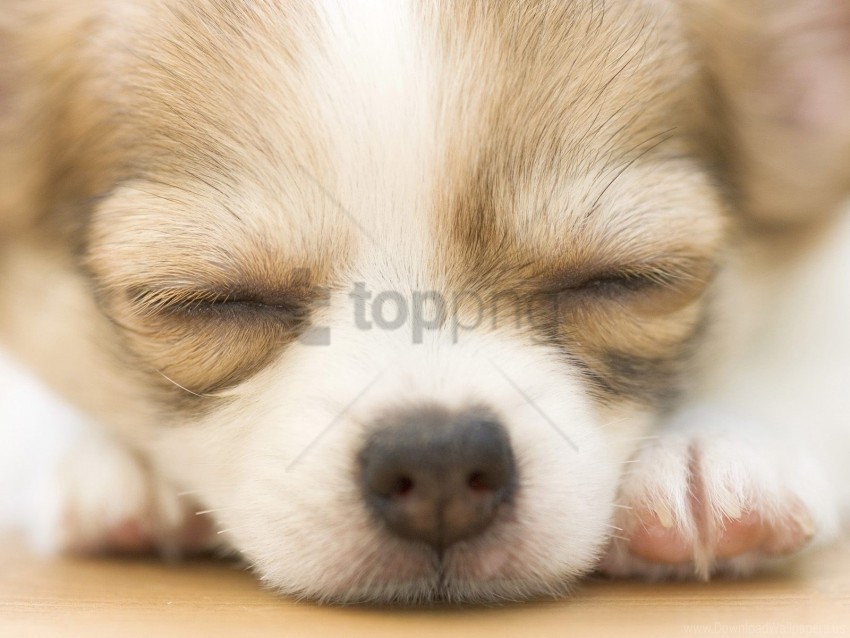 dog muzzle puppy spotted wallpaper High-resolution transparent PNG files