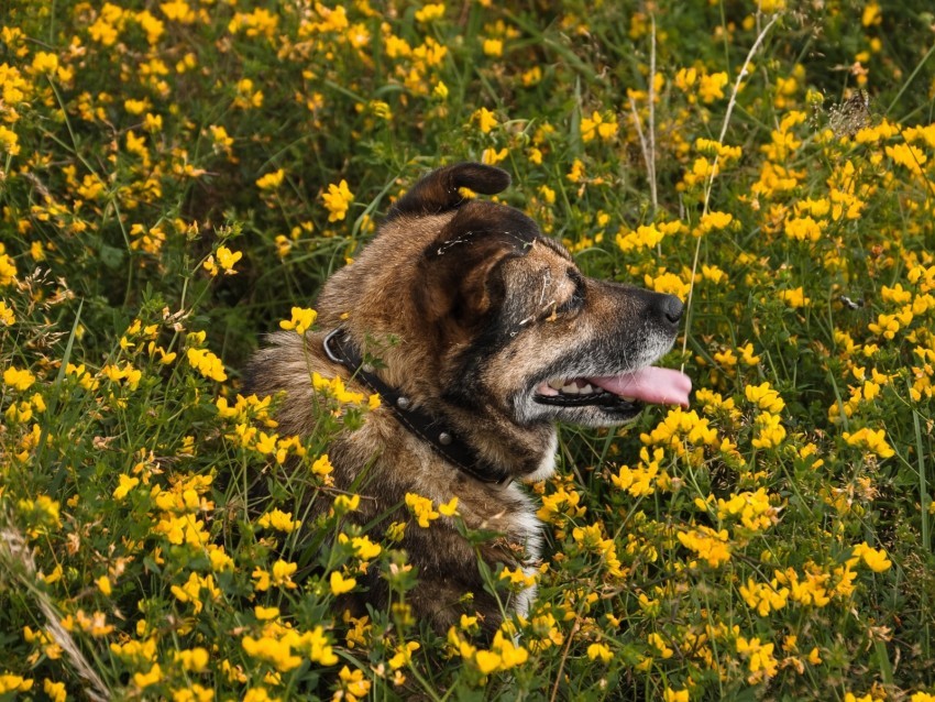 dog protruding tongue pet flowers field PNG images with no royalties