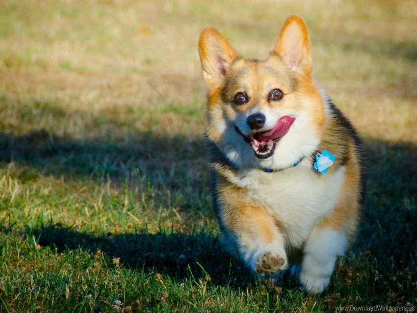 dog protruding tongue run welsh corgi wallpaper Isolated Element in Transparent PNG