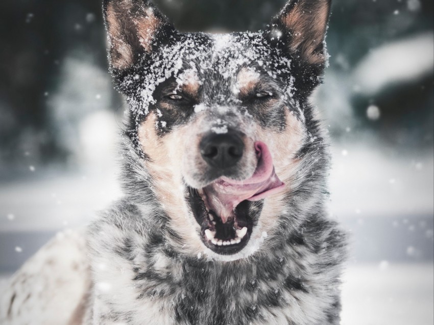 dog protruding tongue snow Transparent Cutout PNG Graphic Isolation
