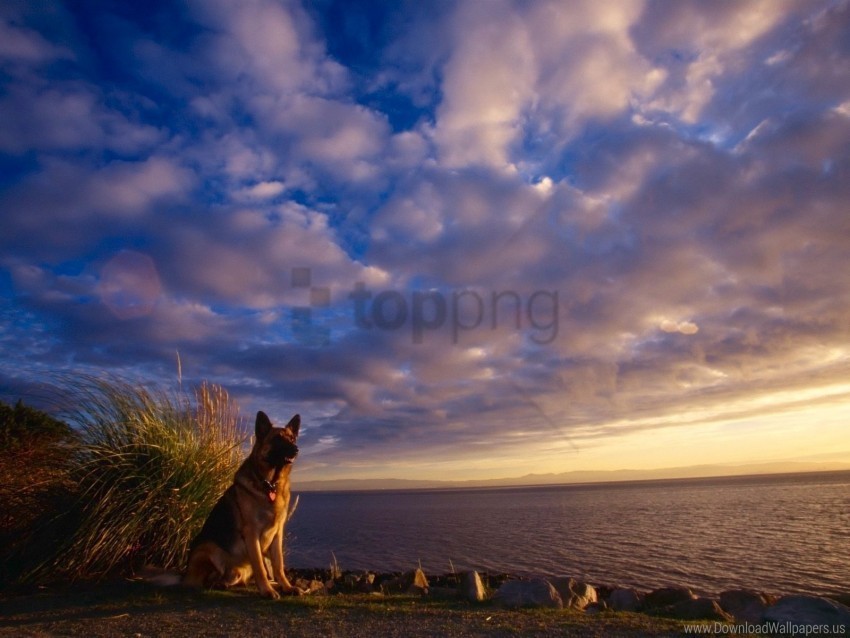 dog sea sheep sky waiting wallpaper Transparent background PNG images selection