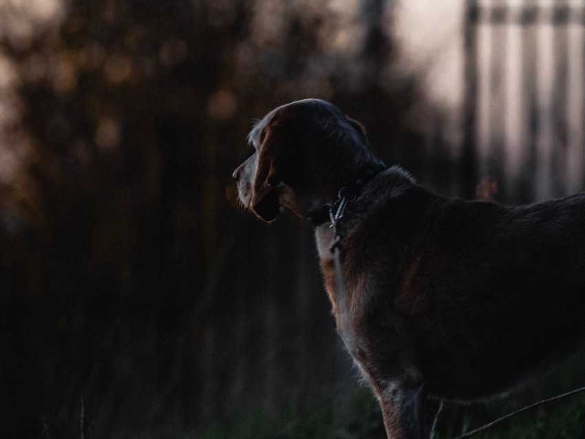 dog sunset dark HighQuality Transparent PNG Isolated Graphic Element 4k wallpaper