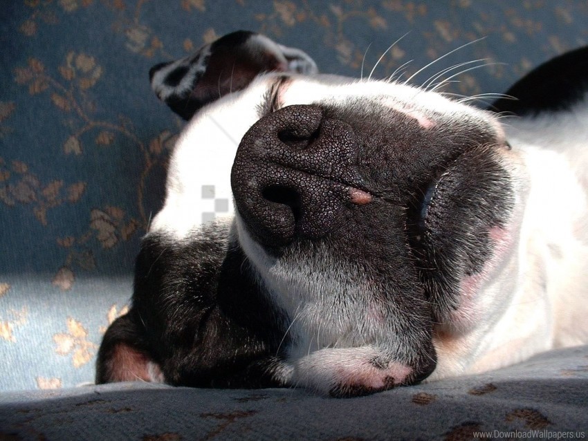 dogs face nose sleep wallpaper PNG Graphic with Transparency Isolation