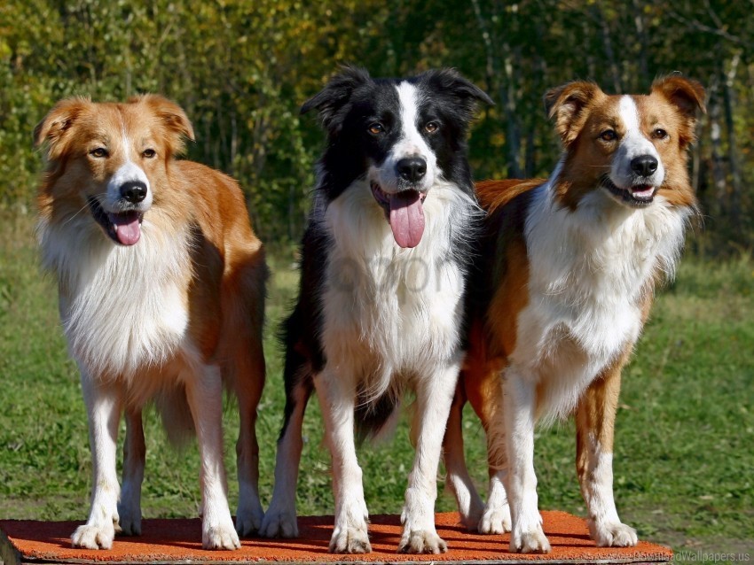 Dogs Fluffy Standing Three Waiting Wallpaper PNG Photos With Clear Backgrounds