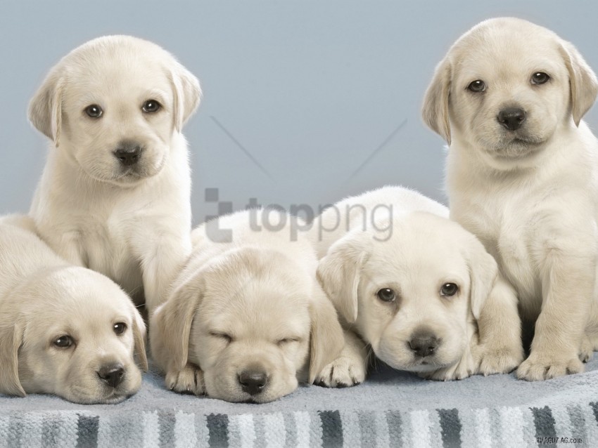 dogs labradors many puppies wallpaper PNG images no background