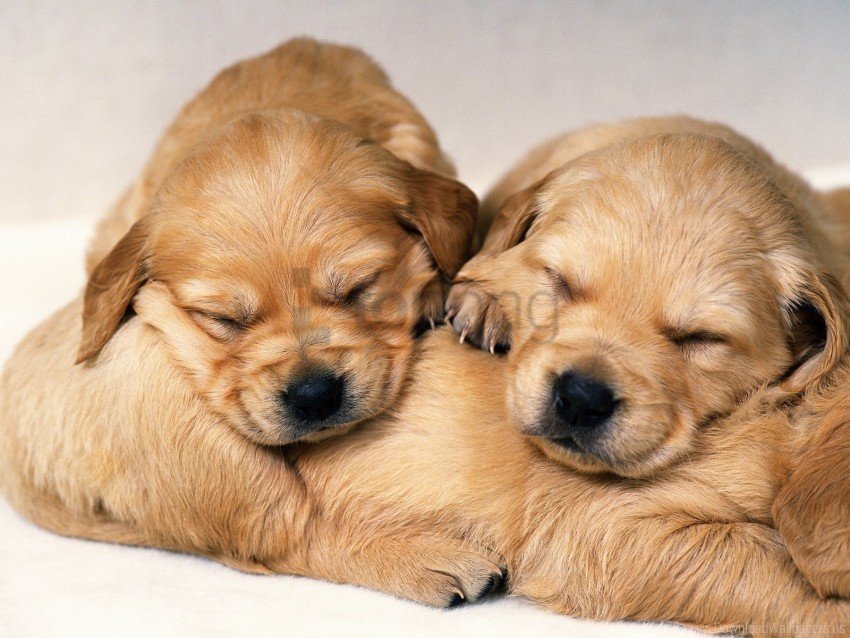 dogs pair puppies red-haired sleeping wallpaper PNG images with no watermark