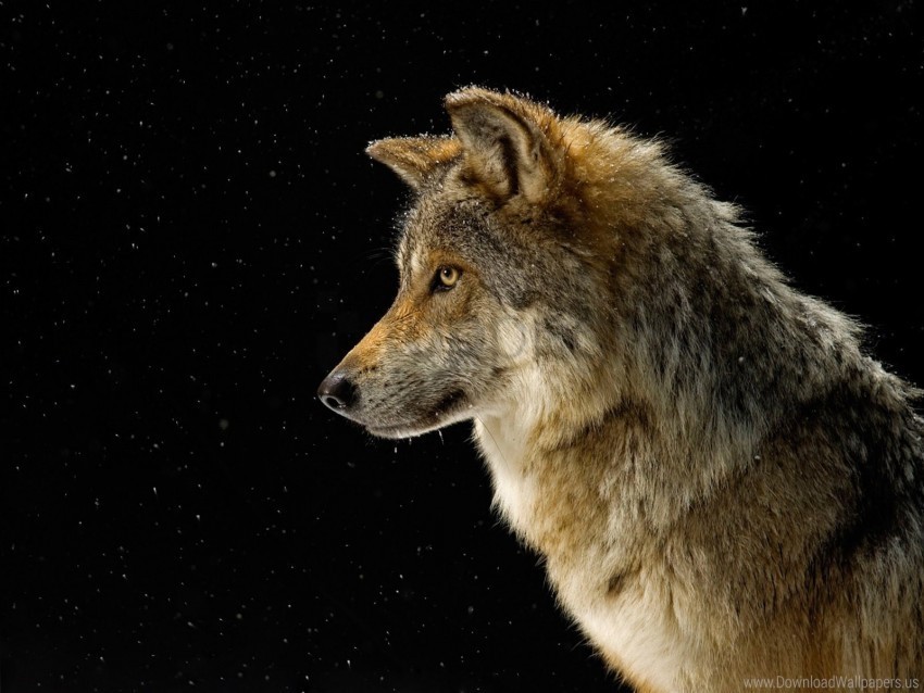 dogs sky snow stars wolves wallpaper Free PNG images with alpha channel variety