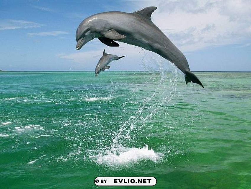 dolphin Transparent Background PNG Isolation