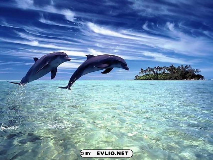 dolphin-2 Transparent Background PNG Object Isolation