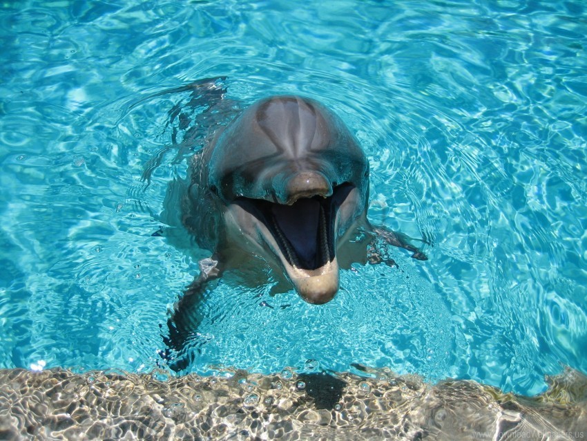 dolphin pool smiling water wallpaper Isolated Graphic on HighResolution Transparent PNG