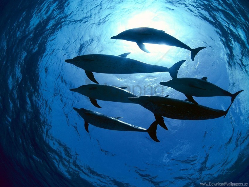 dolphins swimming underwater wallpaper PNG with transparent background for free