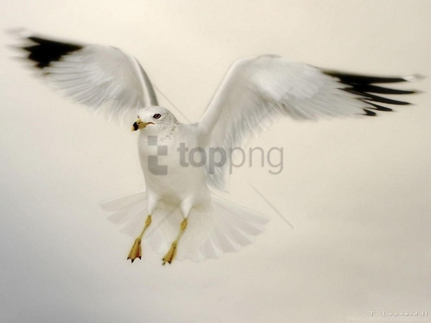 Dove Flying Wallpaper HighQuality Transparent PNG Object Isolation