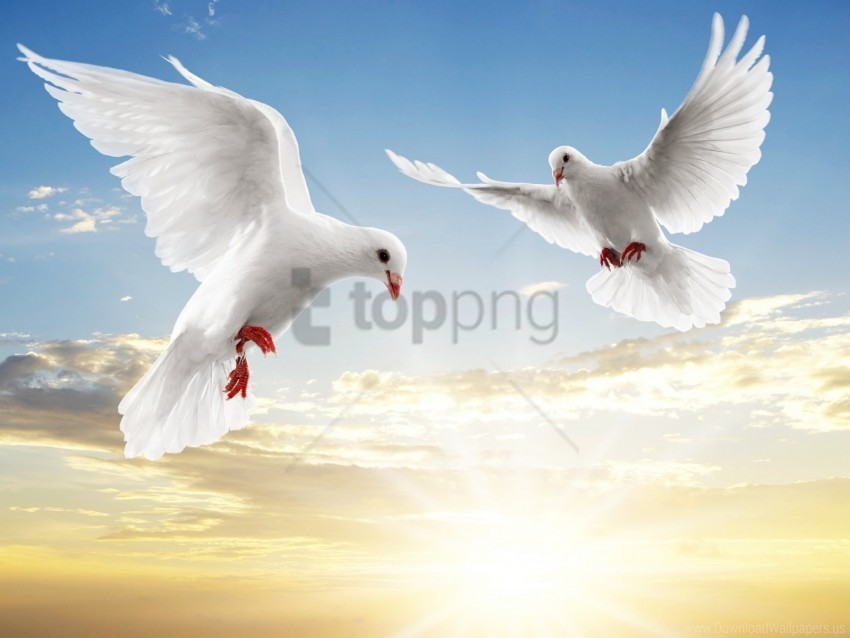 dove pair wallpaper Transparent PNG image free