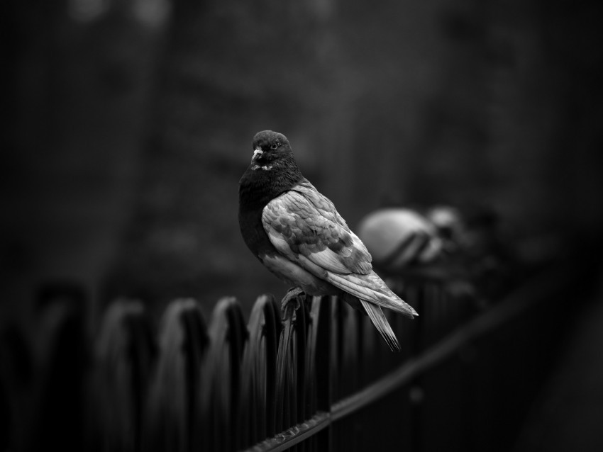 dove pigeon bw bird fence Transparent PNG images complete library