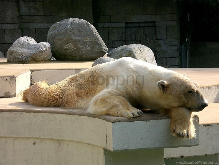 down dream nature reserve polar bear sleep stones wallpaper PNG Image with Isolated Element