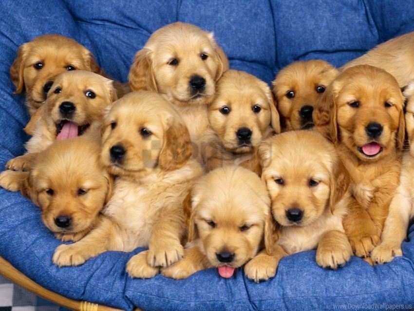 down puppies set wallpaper PNG Graphic Isolated on Clear Background Detail