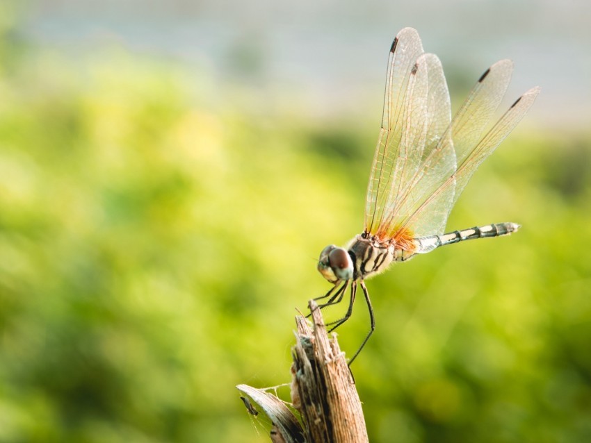 dragonfly insect macro closeup Transparent background PNG stock