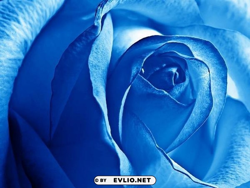 dreamy-white-blue-rose Isolated Design Element in Clear Transparent PNG