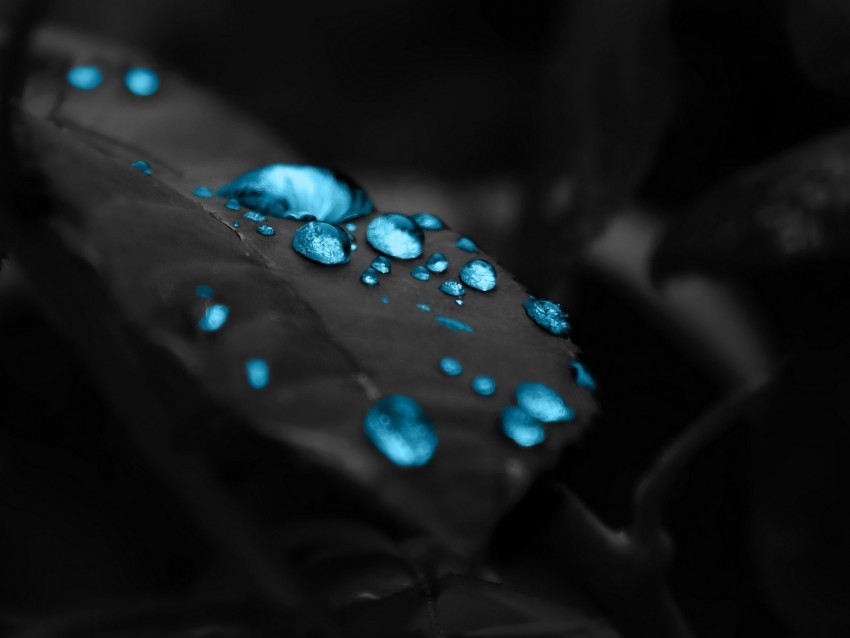 drops leaf brushes dew PNG for mobile apps