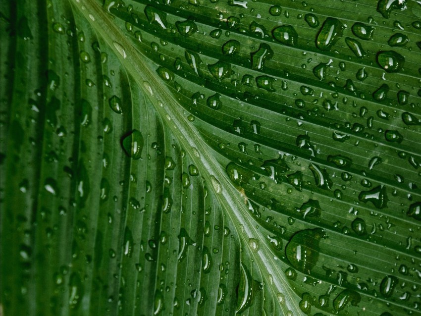 drops moisture leaf plant green PNG Image Isolated with Transparency