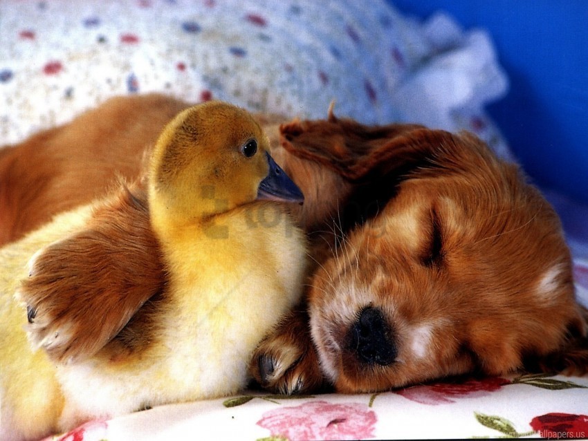 duckling friends puppy wallpaper PNG with alpha channel for download