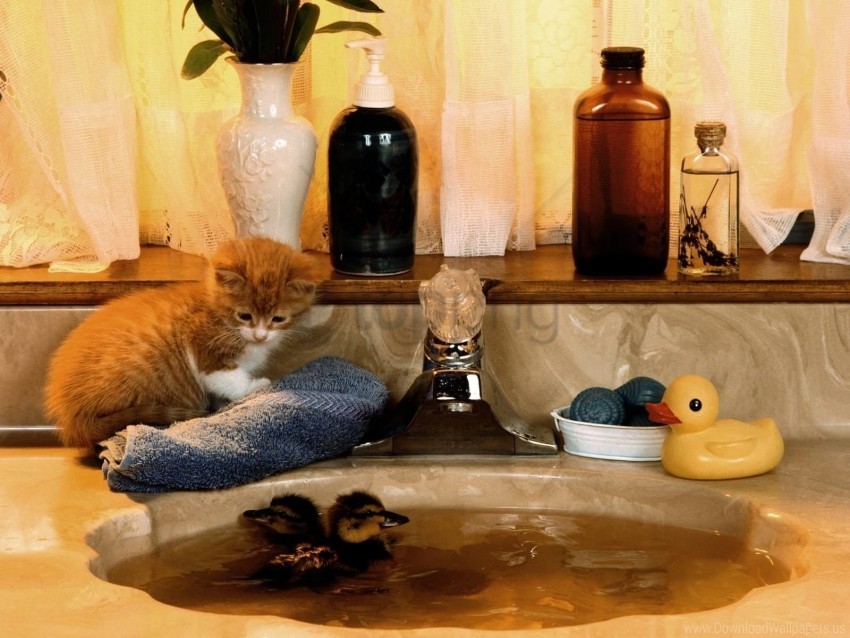 duckling kitten sink watch wallpaper PNG for overlays