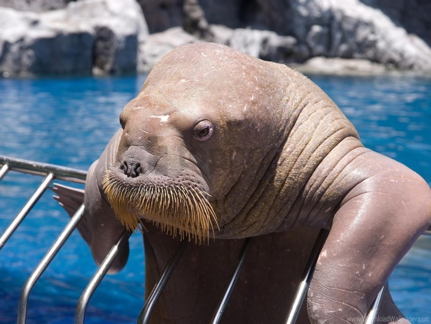 dweller face old sea seal walrus wallpaper PNG files with alpha channel assortment