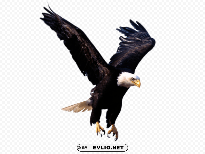 Eagle PNG Images With Alpha Mask