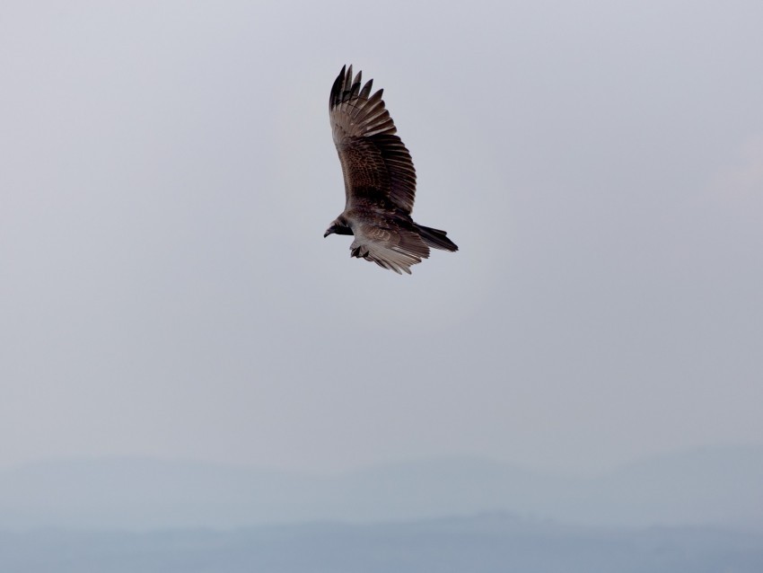 eagle bird flight sky wings Transparent PNG image