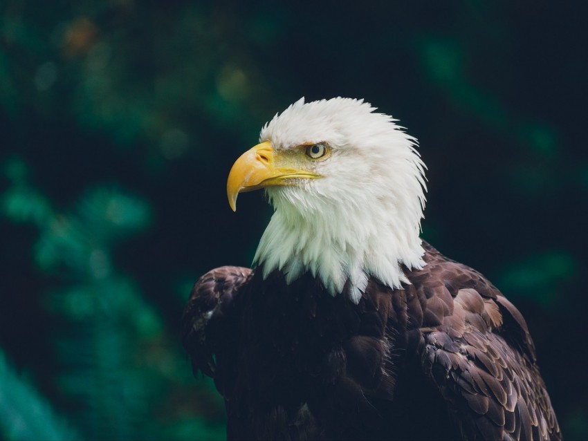 eagle bird glance predator wildlife Isolated Artwork in HighResolution Transparent PNG