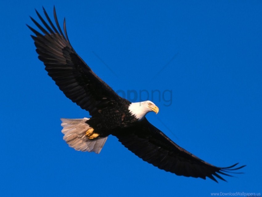 eagle high soaring wallpaper Isolated PNG on Transparent Background