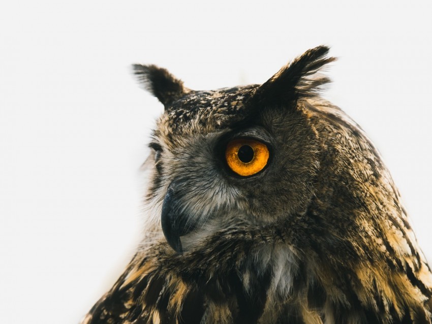 eagle owl owl predator bird beak eyes ClearCut Background PNG Isolated Element